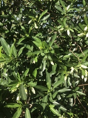 Stomatostemma monteiroae