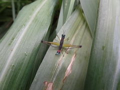 Paramastax duquei
