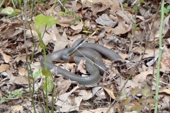 Coluber constrictor latrunculus