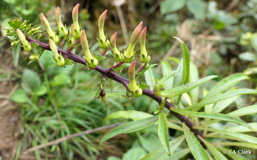 Trematolobelia macrostachys
