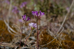 Allium abramsii