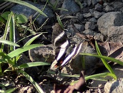 Riodinidae