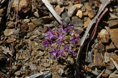 Allium abramsii