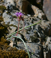 Allium abramsii