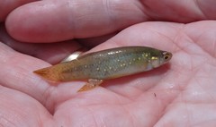 Fundulus chrysotus
