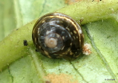 Helicarionidae