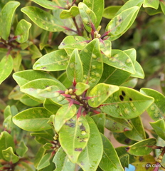 Metrosideros tremuloides