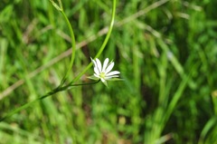 Stellaria graminea
