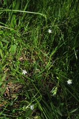 Stellaria graminea