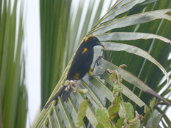 Icterus cayanensis