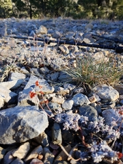 Eriogonum kennedyi