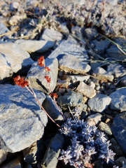 Eriogonum kennedyi