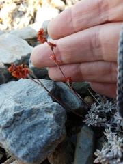 Eriogonum kennedyi