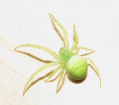 Araneus uniformis