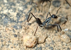 Leptomyrmex unicolor