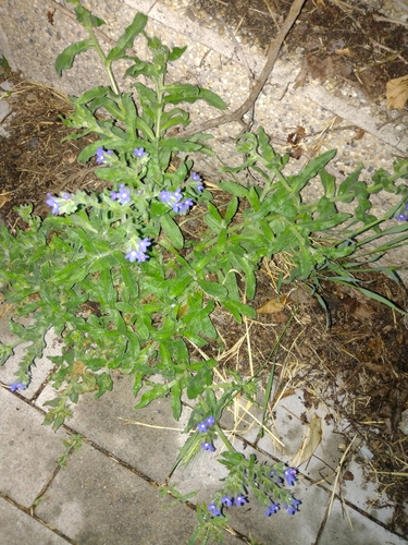 smohla lekárska (Anchusa officinalis)