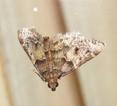 Pyralis manihotalis