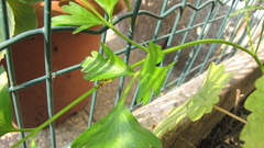 Euleia heraclei