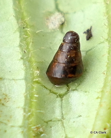 Auriculella turritella observed 2018-06-23