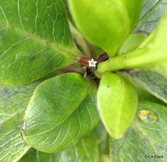 Ilex anomala