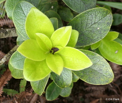 Ilex anomala