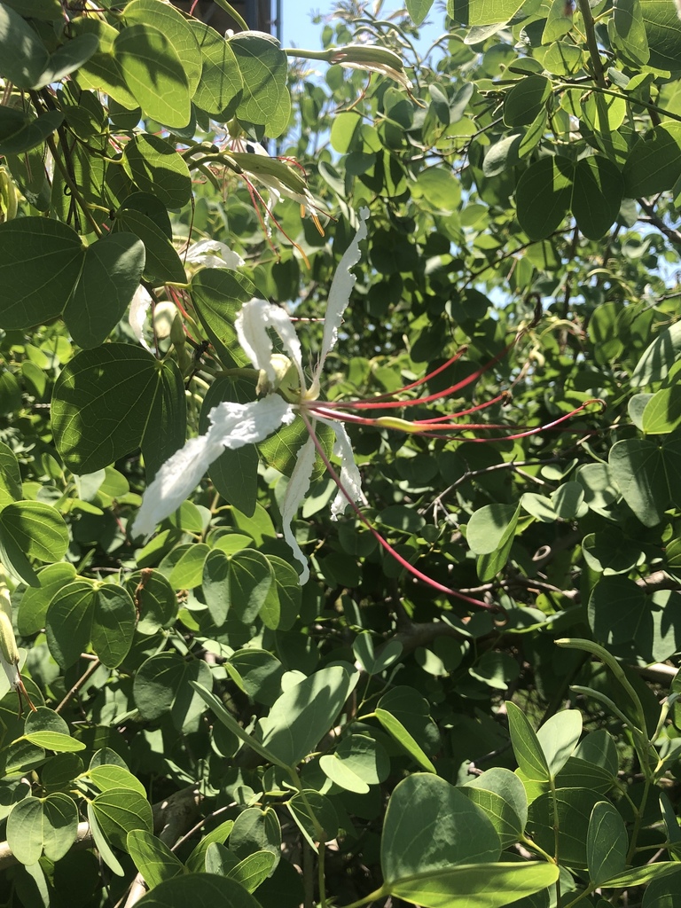 White Bauhinia