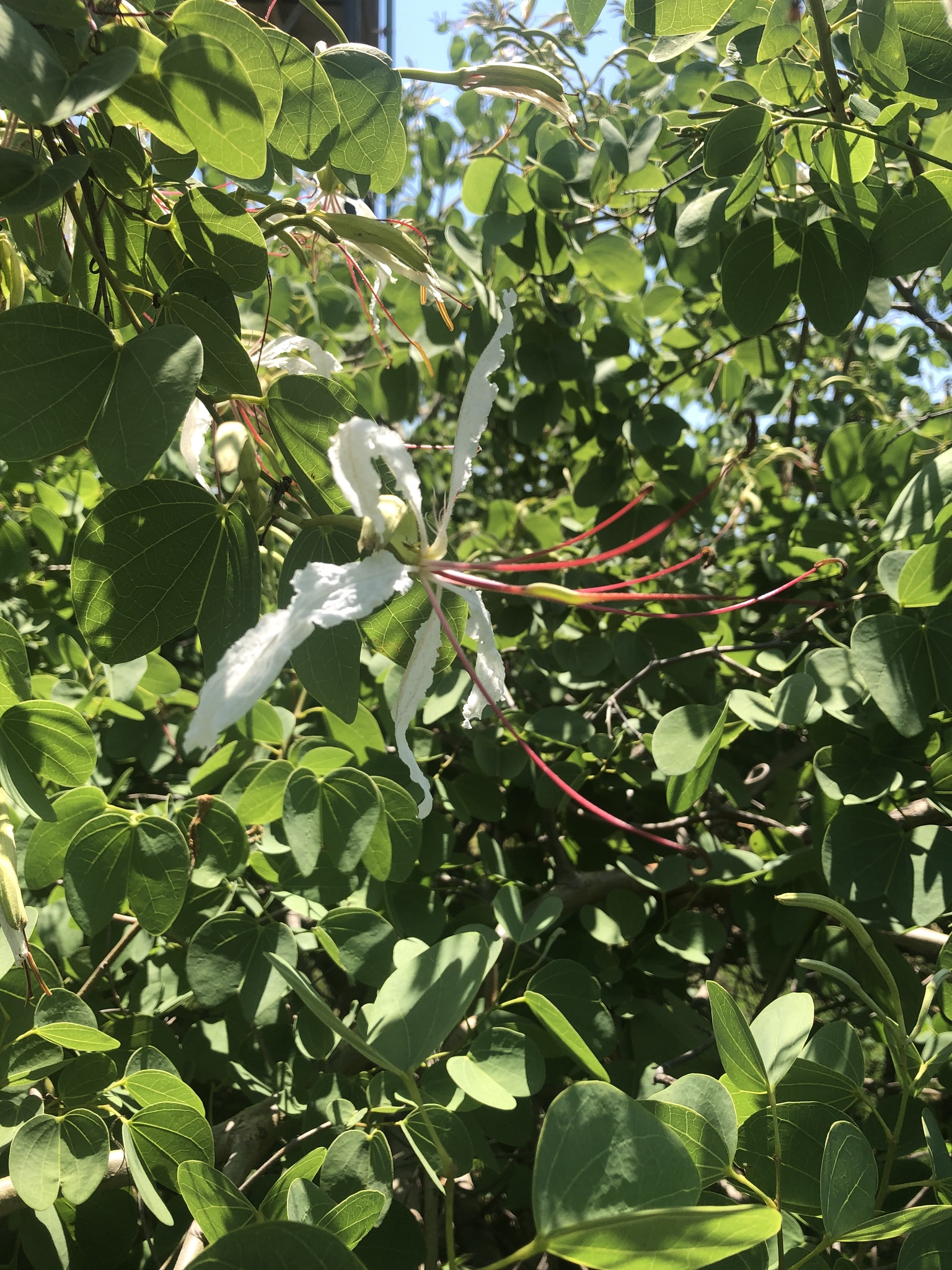 Bauhinia petersiana