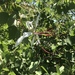 White Bauhinia - Photo (c) Troos van der Merwe, some rights reserved (CC BY-NC), uploaded by Troos van der Merwe