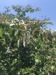 Bauhinia petersiana petersiana