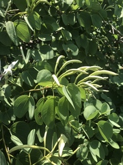 Bauhinia petersiana petersiana