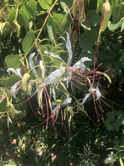 Bauhinia petersiana petersiana
