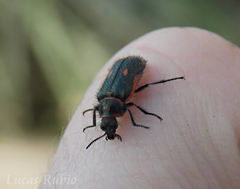 Astylus cyanerythrus