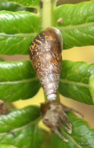 Auriculella turritella observed 2018-06-23
