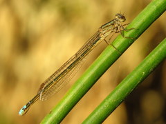 Pseudagrion draconis