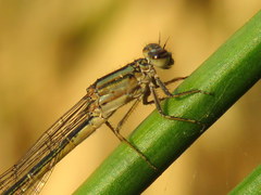 Pseudagrion draconis