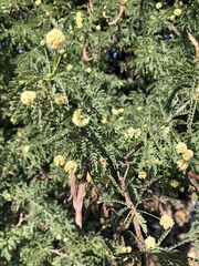 Vachellia grandicornuta