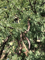 Vachellia grandicornuta