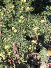 Vachellia grandicornuta
