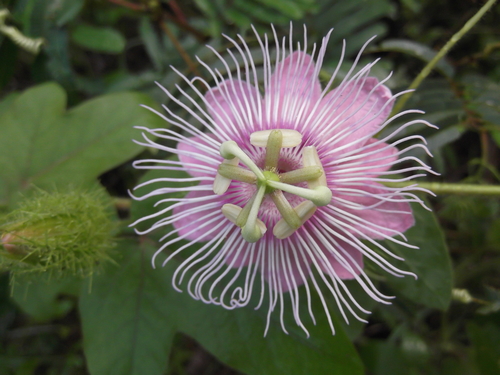 Passiflora lanuginosa