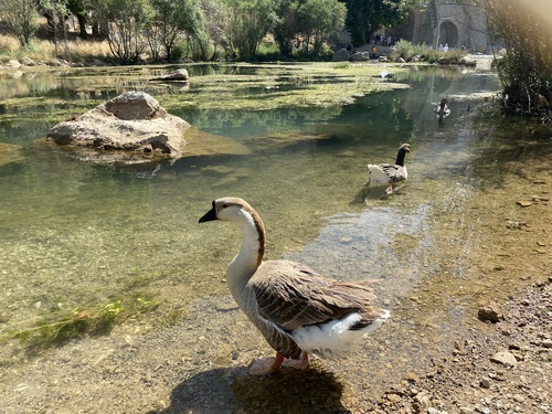 Domestic Swan Goose