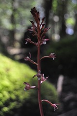 Corallorhiza maculata occidentalis