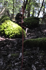 Corallorhiza maculata occidentalis
