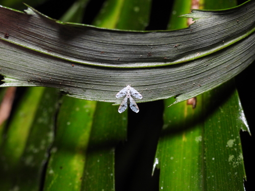 Sikaiana makii observed 2023-04-28