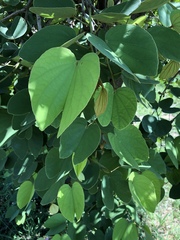 Piliostigma thonningii