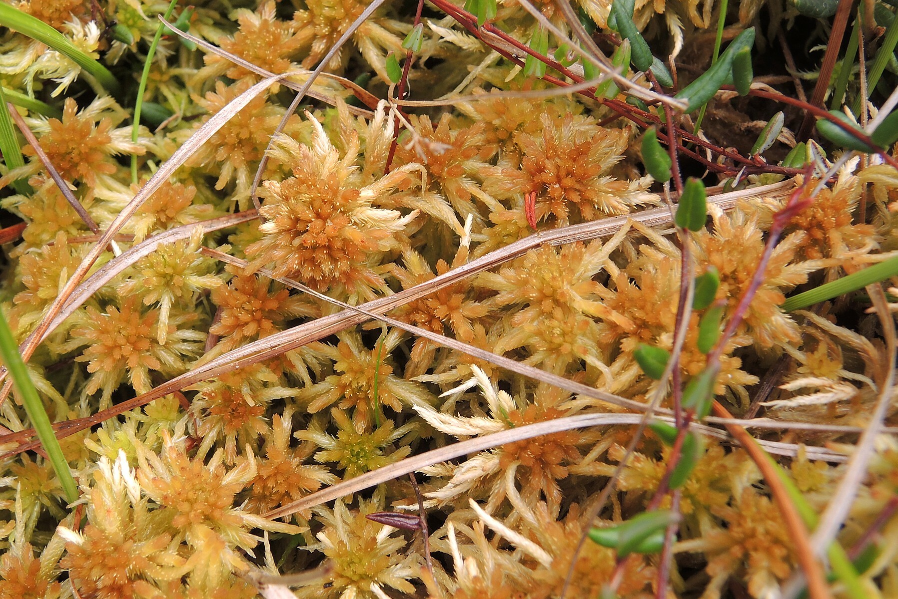 Sphagnum balticum