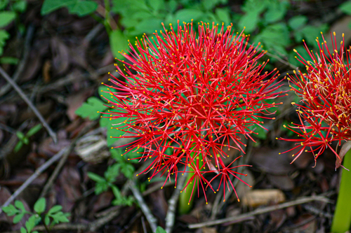 Scadoxus multiflorus image