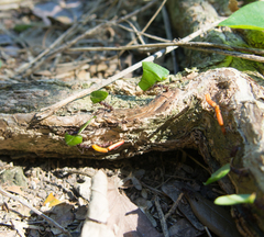 Acromyrmex octospinosus