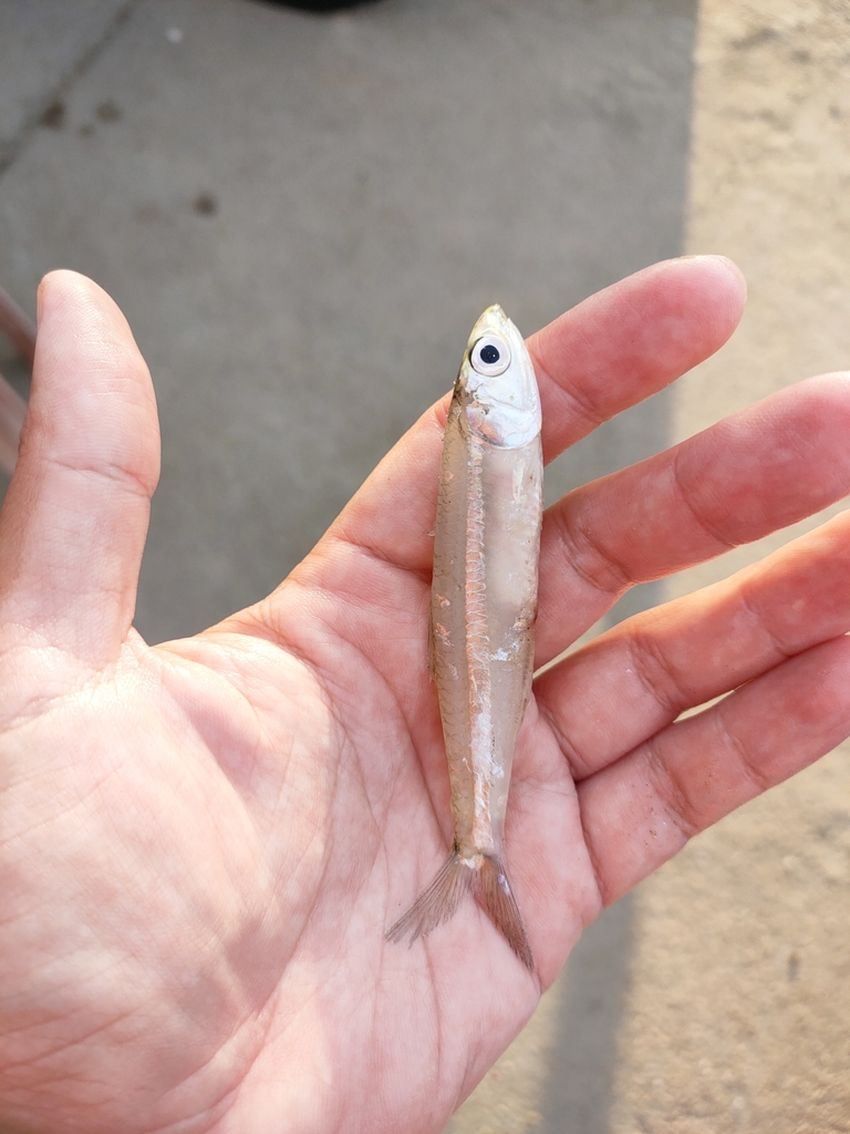 Apia anchovy (Stolephorus apiensis) — Engraulidae