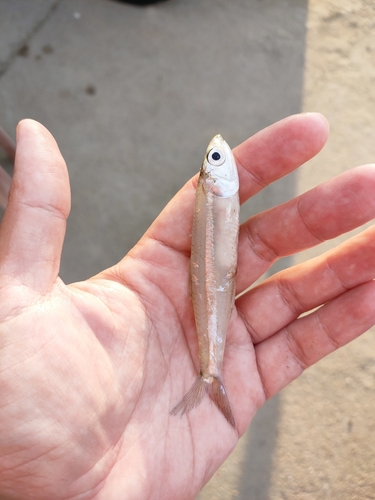 Apia anchovy (Stolephorus apiensis) — Engraulidae