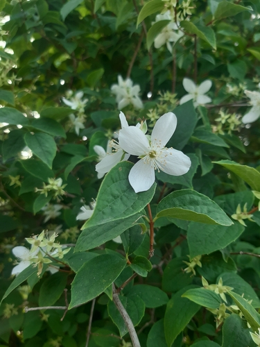 Philadelphus coronarius